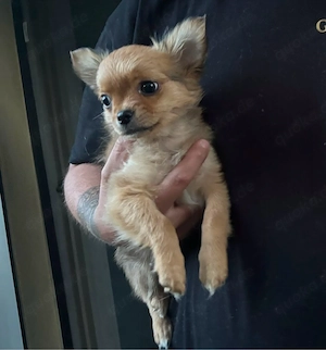 Chihuahua Welpe, Rüde, langhaar
