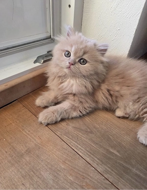 Baby Katze