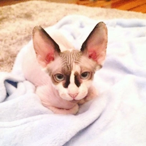  **Zwei wunderschöne Sphynx-Kätzchen suchen ein liebevolles Zuhause** 