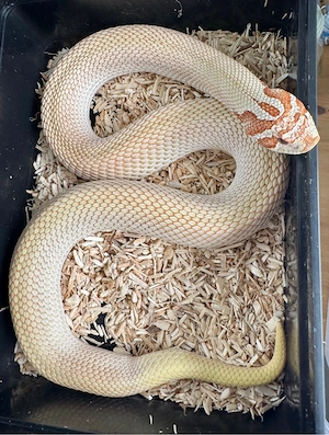 Zuchtfähiges Hakennasennatter-Weibchen (Heterodon nasicus) Candy  DNZ 2021