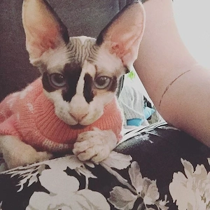  Wunderschöne Sphynx-Kätzchen suchen ein neues Zuhause 