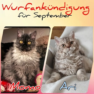 Wurfankündigung süßer Selkirk Rex Baby's 