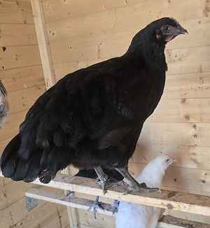 Jersey giant Hennen, hahn, huhn, geimpft 
