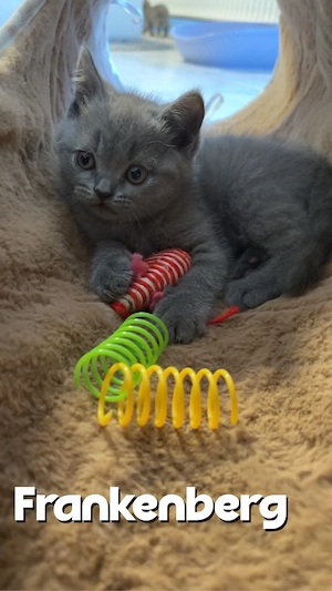 BKH Kitten (blau und weiß  Mädchen)