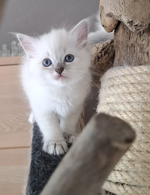 Liebevolles Ragdoll-Geschwisterpaar sucht neues Traumzuhause