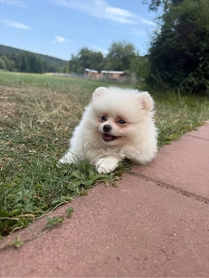 Pomeranian Welpe sucht ein zuhause