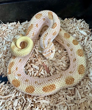 Hakennasennatter (Heterodon nasicus) 2023