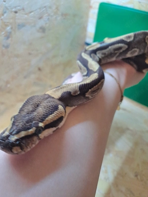 1.0 Enchi het ghost von 2009