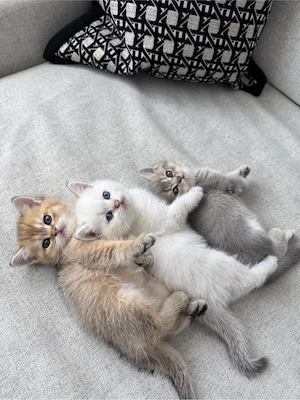 BKH KITTEN Golden, Silver Shaded, Lilac creme, Blue golden shaded