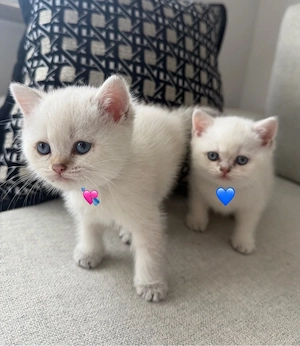 BKH KITTEN Golden, Silver Shaded, Lilac creme, Blue golden shaded
