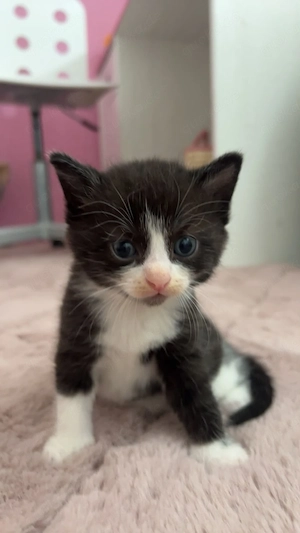 Katzenbaby Hauskatze 