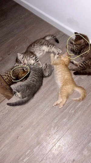Kitten suchen dringend Zuhause 
