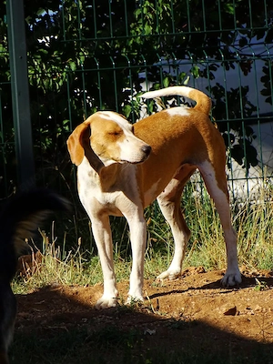 Jagdhund Mix Hündin 2j KINDERLIEB bundesweit ausreisebereit 