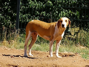 Jagdhund Mix Hündin 2j KINDERLIEB bundesweit ausreisebereit 