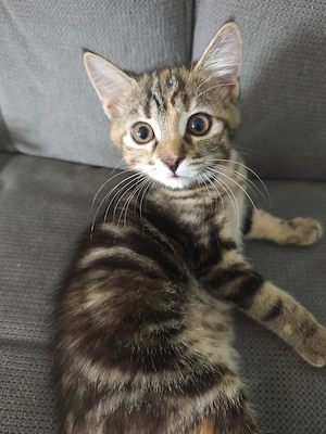 Maine Coon Mischlingskitten 