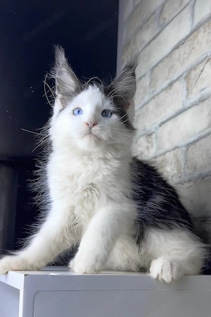 Schönheit mit blauen Augen sucht liebevolle Familie