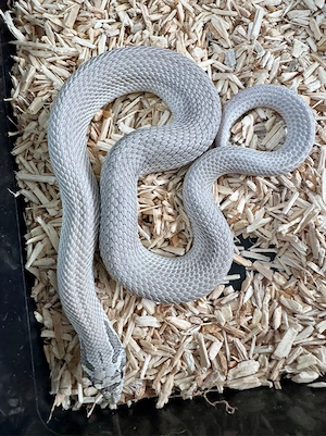 Axanthic Superconda het. Toffee 66 % het. Albino (Heterodon nasicus)   DNZ 2025