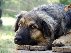 Mini Collie Schäferhund Mix Rüde 12Mon 16kg 36cm bundesweit ausreisebereit 