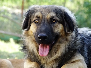 Mini Collie Schäferhund Mix Rüde 12Mon 16kg 36cm bundesweit ausreisebereit 