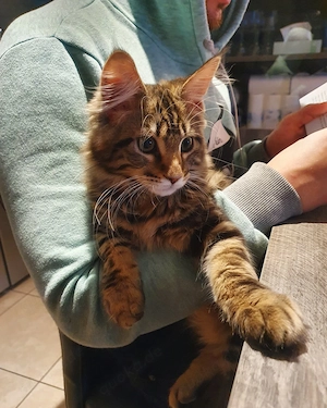  Wunderschöne Maine-Coon-Kätzchen suchen ein neues Zuhause 