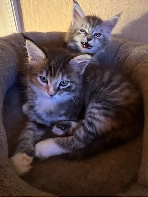 Maine Coon Kitten reinrassig