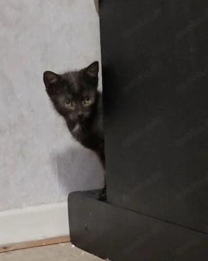 Katzenbaby Stallkatze Bauernhofkatze