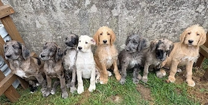 Deutsche Dogge x Pudel Mix Mischling sind süße Great Danoodle Welpen 