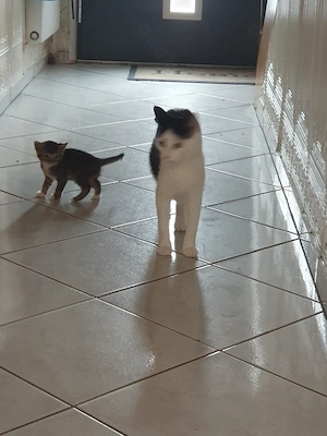 Abessinier- Mix Kitten