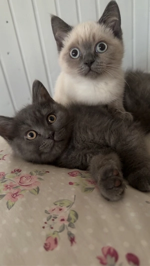 BHK Katzen nur zusammen