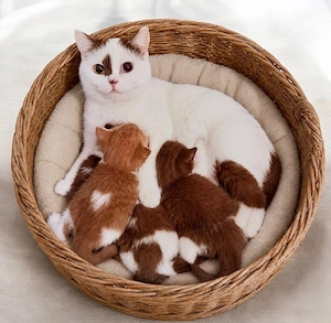Schöne BKH - Britisch Kurzhaar Kitten in Chocolate White 