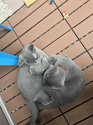 Reinrassige BKH kitten 4 monate alt 