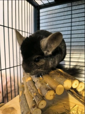 zwei Chinchilla jungs 