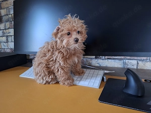 Zauberhafte F1-Maltipoo-Welpe sucht ihr liebevolles Für-immer-Zuhause