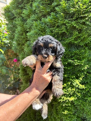 Yorkiedoodle Welpen