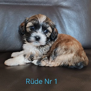 Shih Tzu - Malteser Welpen