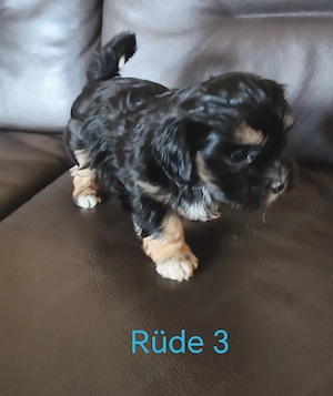 Shih Tzu - Malteser Welpen