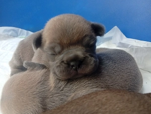 Französische Bulldogg Welpen 