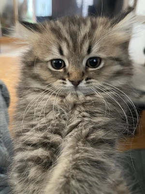 Sibirische katzenbab,