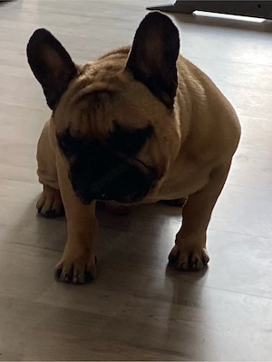 Französiche Bulldogge abzugeben