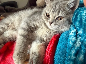 Babykatze sucht ein liebevolles Zuhause