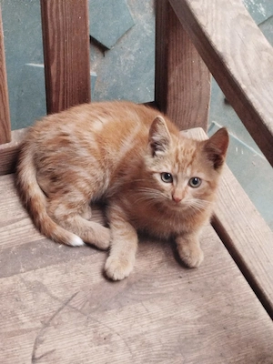 Bieten 2 Maikatzen vom Bauernhof an 2 mädchen