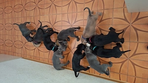 Cane Corso Welpen geb.17.06.