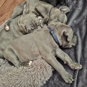 Cane Corso Welpen geb.17.06.