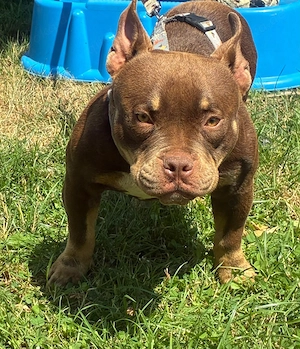 American bully micro mini pocket