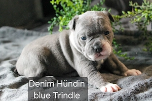 Bulldoggen Alternativ Welpen 