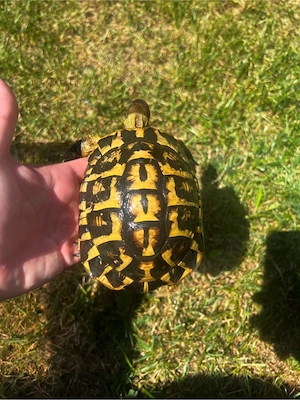1,0 Testudo hermanni hermanni varoise 