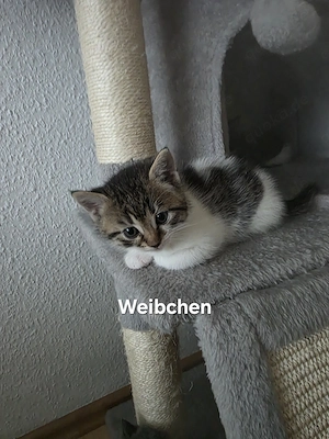 EKH Kitten Baby Junge und Mädchen 