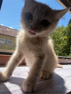    Britisch Kurzhaar Kater sucht ein liebevolles Zuhause   