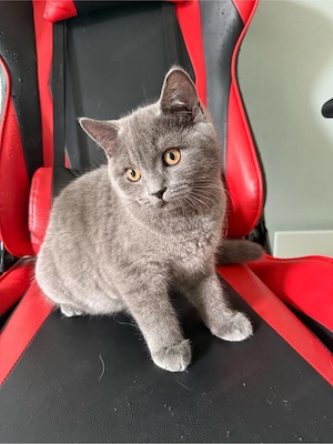 Liebevolle Katzenbabys suchen ein liebevolles Zuhause