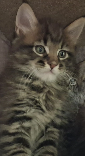 Xxl Maine Coon Jungs